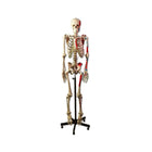 Life-size human skeleton 170cm with muscles on left side